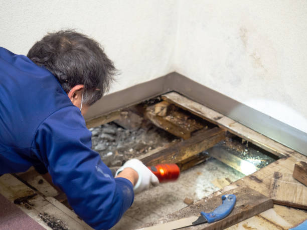 Best Post-Flood Mold Remediation in Hooks, TX