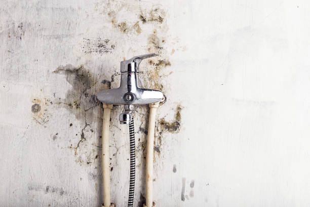 Best Bathroom Mold Remediation in Hooks, TX