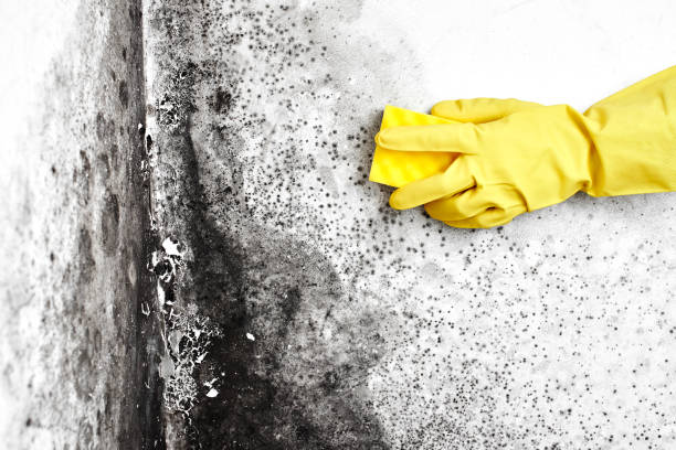 Best Mold Remediation for Schools in Hooks, TX