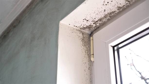 Best Residential Mold Remediation in Hooks, TX