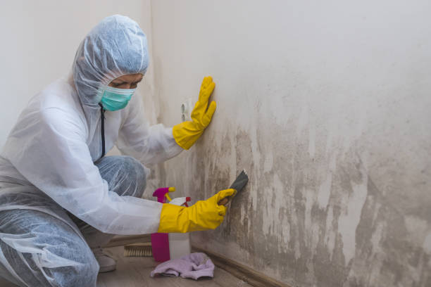 Best HVAC Mold Remediation in Hooks, TX