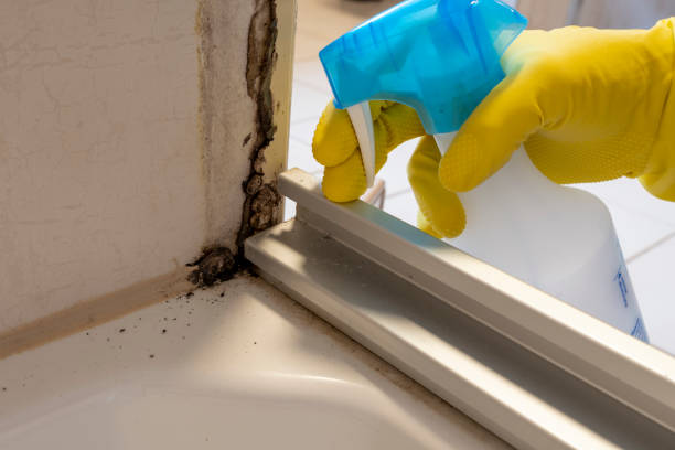 Best Residential Mold Remediation in Hooks, TX
