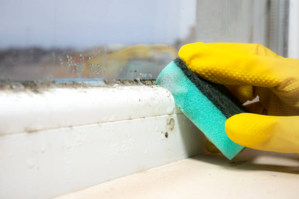 Best Mold Remediation for Schools in Hooks, TX