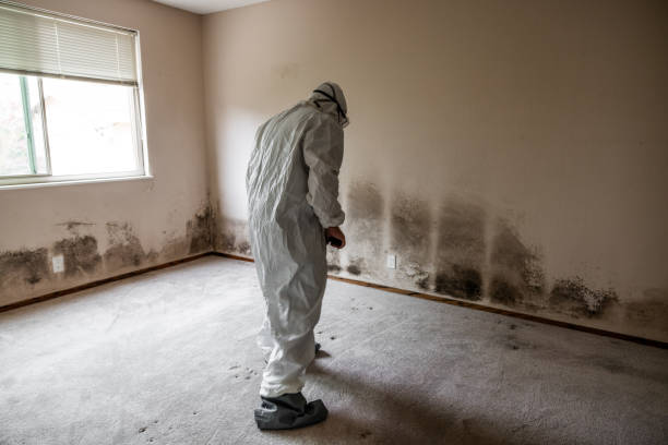 Reliable Hooks, TX Mold Remediation Solutions