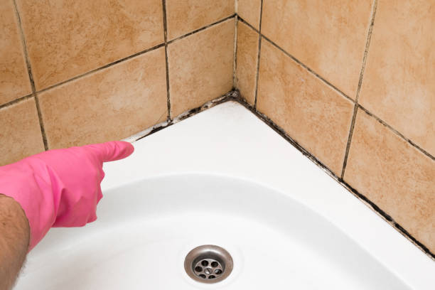 Best Mold Remediation for Schools in Hooks, TX